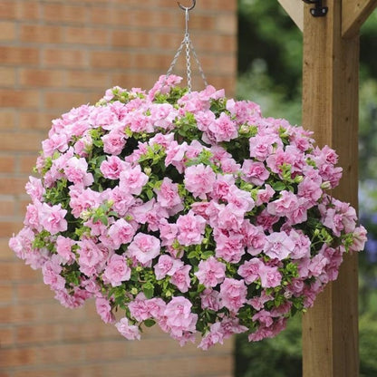 Petunia Seeds, Non-GMO High Germination Annual Flower Seeds for Garden & Balcony