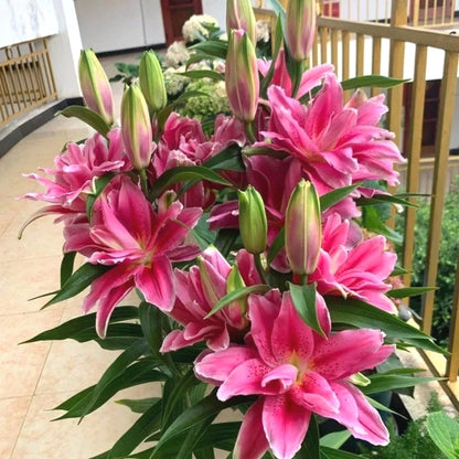 Hardy Lily Seeds, High Germination Flower Seeds for Garden Borders