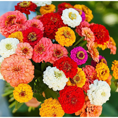 Garden Zinnia Seeds, Easy to Grow Non-GMO Seeds for Hanging Baskets & Cut Bouquets