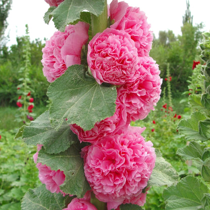 Hollyhock Seeds, Non-GMO Tall Flower Seeds for Garden Borders & Fences