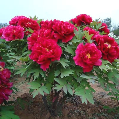 Hardy Perennial Peony Seeds, Spring Blooming Garden Landscape Seeds