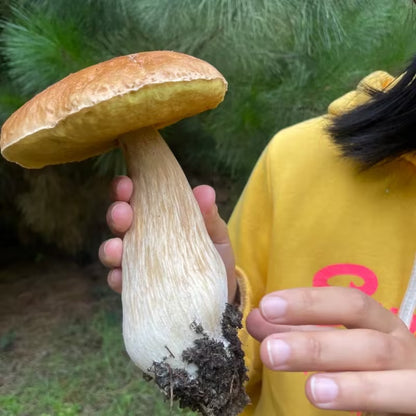 Easy-Grow Mushroom Seeds, Tender Fleshy Caps for Beginners
