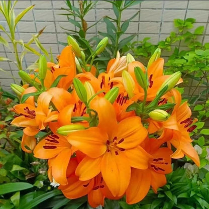 Lily Seeds, Non-GMO Fragrant Flower Seeds for Garden & Cut Arrangements