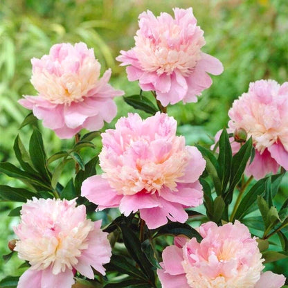 Easy Grow Peony Seeds, Large Gorgeous Blooms for Beginner Gardeners