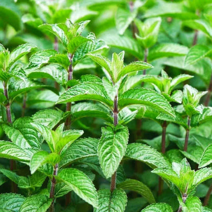 Mint Seeds, Non-GMO Aromatic Edible Herb Seeds for Garden & Kitchen