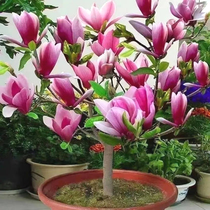 Easy-Grow Magnolia Seeds, Non-GMO Cold Hardy Flower Tree Seeds for Beginners