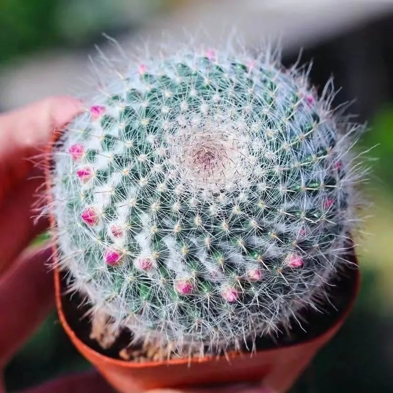 Fresh Succulent Seeds, Non-GMO Small Succulents for Indoor Planting