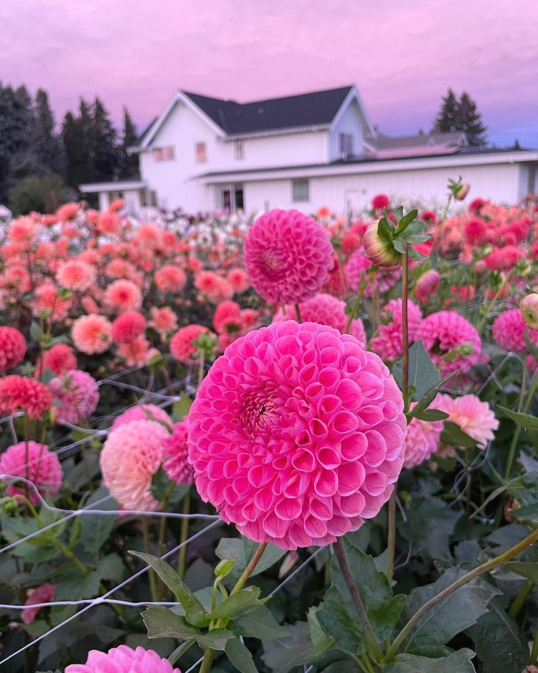 Beginner-Friendly Dahlia Seeds, High Germination Flower Seeds
