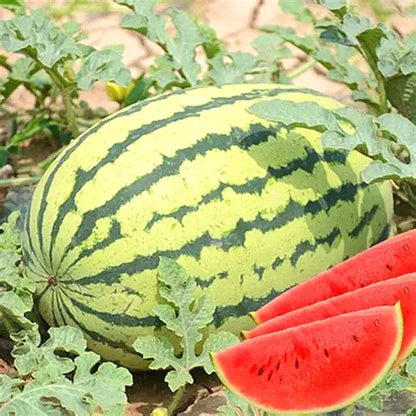 Non-GMO Giant Watermelon Seeds, Extra-Large Fruit for Melon Fields & Large-Scale Planting
