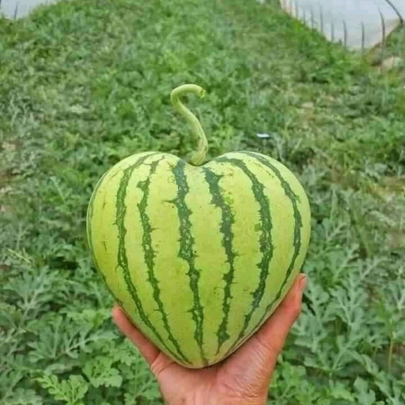 Heat-Loving Watermelon Seeds, Low Maintenance Outdoor Seeds
