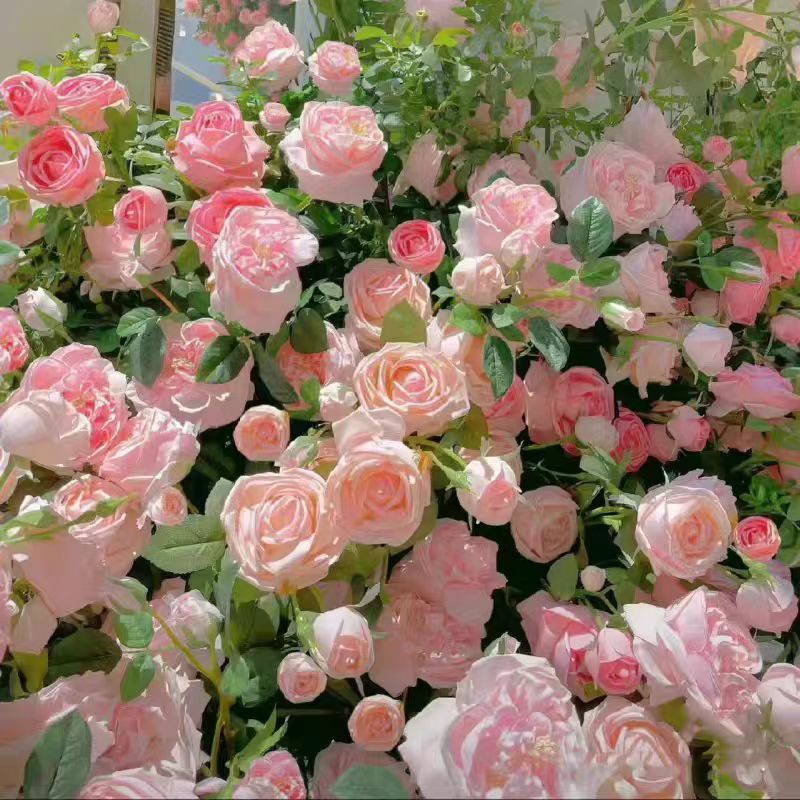 Garden Rose Seeds, High Germination Non-GMO Perennial Flower Seeds for Beginners