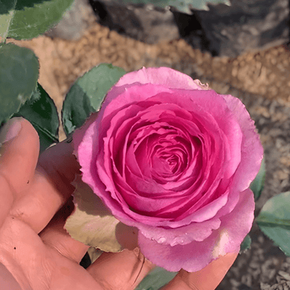 Rare Fragrant Rose Seeds, High Germination Perennial Flower Seeds for Balcony & Garden