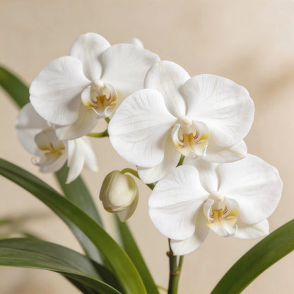 Easy-Grow Butterfly Orchid Seeds, High Germination Seeds for Beginners