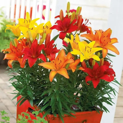 Exotic Lily Seeds, Non-GMO Fragrant Flower Seeds for Indoor & Outdoor