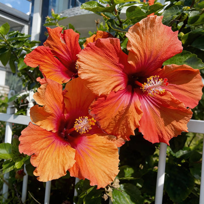 Tropical Hibiscus Seeds, Non-GMO Ornamental Seeds for Patio Pots