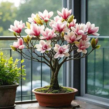 Easy-Grow Magnolia Seeds, Non-GMO Cold Hardy Flower Tree Seeds for Beginners