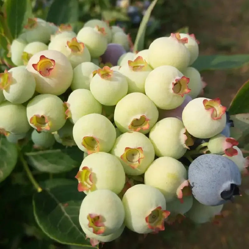 Blueberry Seeds, Non-GMO High Yield Seeds for Home Garden & Pots