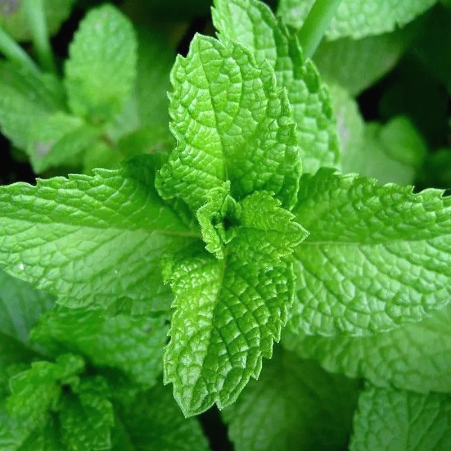 Mint Seeds, Non-GMO Aromatic Edible Herb Seeds for Garden & Kitchen
