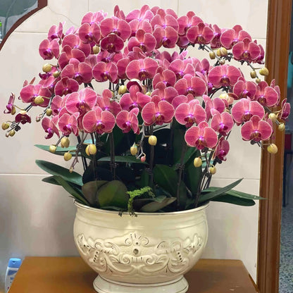 Elegant Butterfly Orchid Seeds, Non-GMO Seeds for Gifts & Indoor Display