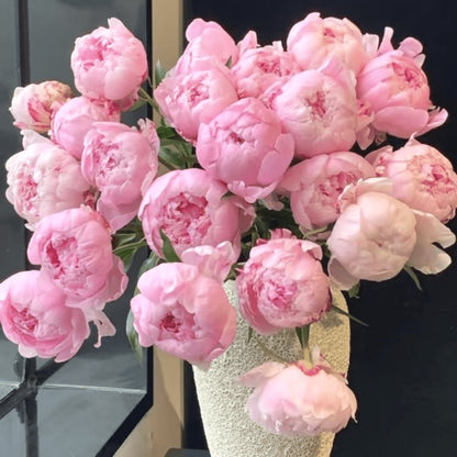 Rare Mixed Peony Seeds, Elegant Luxury Flower for Home Decoration