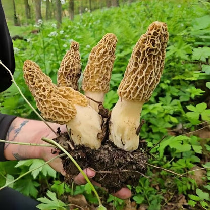 Easy-Grow Mushroom Seeds, Tender Fleshy Caps for Beginners