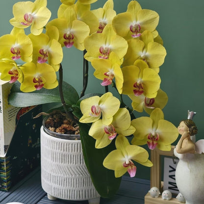 Fresh Phalaenopsis Seeds, Non-GMO Long-Blooming Orchids for Window Sills