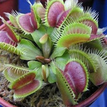 Venus Flytrap Seeds (Dionaea muscipula) – Mixed Carnivorous Plant Varieties for Indoor & Outdoor Growing, High Germination Rate, Perfect for Pest Control & Unique Gardening