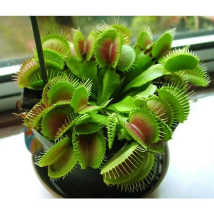 Venus Flytrap Seeds (Dionaea muscipula) – Mixed Carnivorous Plant Varieties for Indoor & Outdoor Growing, High Germination Rate, Perfect for Pest Control & Unique Gardening