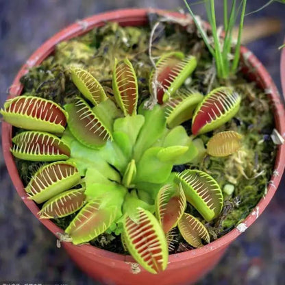 Venus Flytrap Seeds (Dionaea muscipula) – Mixed Carnivorous Plant Varieties for Indoor & Outdoor Growing, High Germination Rate, Perfect for Pest Control & Unique Gardening