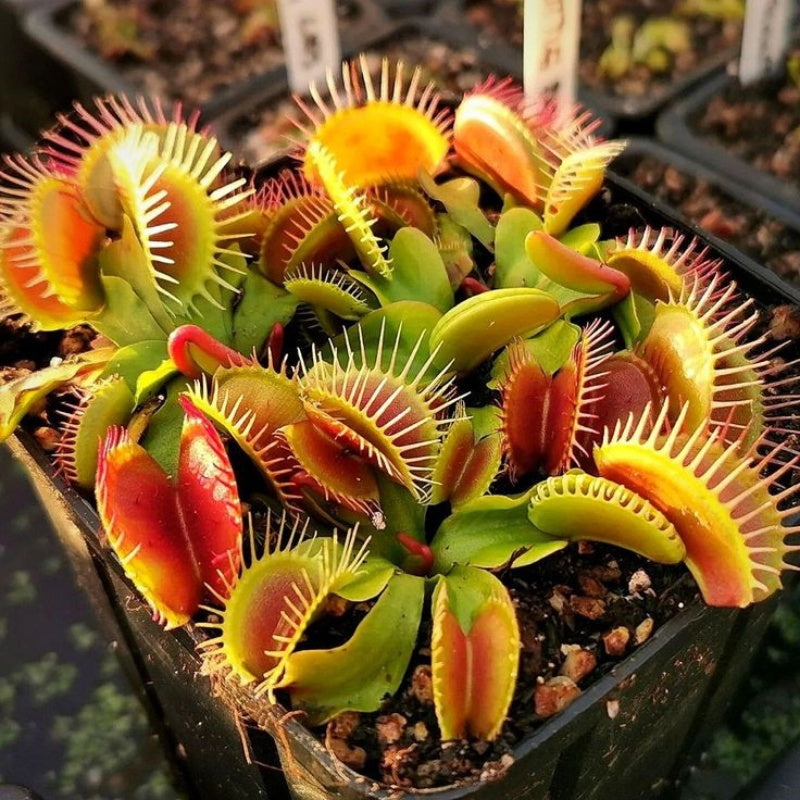 Venus Flytrap Seeds (Dionaea muscipula) – Mixed Carnivorous Plant Varieties for Indoor & Outdoor Growing, High Germination Rate, Perfect for Pest Control & Unique Gardening