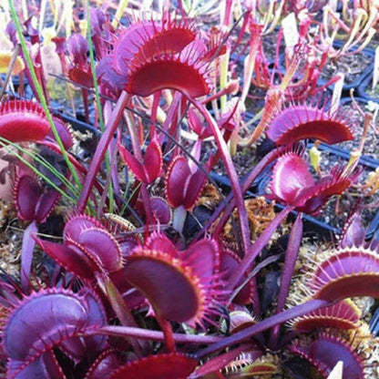 Venus Flytrap Seeds (Dionaea muscipula) – Mixed Carnivorous Plant Varieties for Indoor & Outdoor Growing, High Germination Rate, Perfect for Pest Control & Unique Gardening