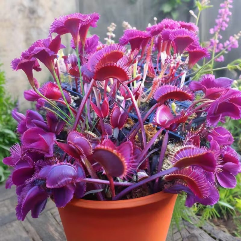Venus Flytrap Seeds (Dionaea muscipula) – Mixed Carnivorous Plant Varieties for Indoor & Outdoor Growing, High Germination Rate, Perfect for Pest Control & Unique Gardening