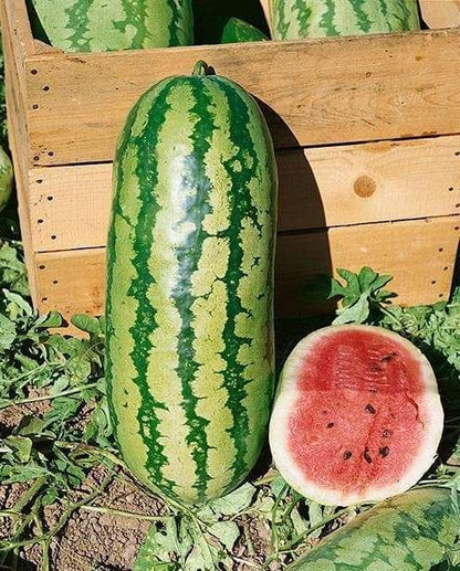 30pcs/bag Watermelon Seeds for Planting Summer Refreshment Fruit Garden Variety