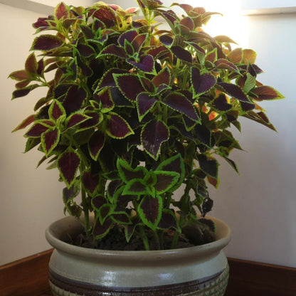 100pcs/bag Coleus Seeds Colorful Foliage Plant Seeds for Year-Round Interest