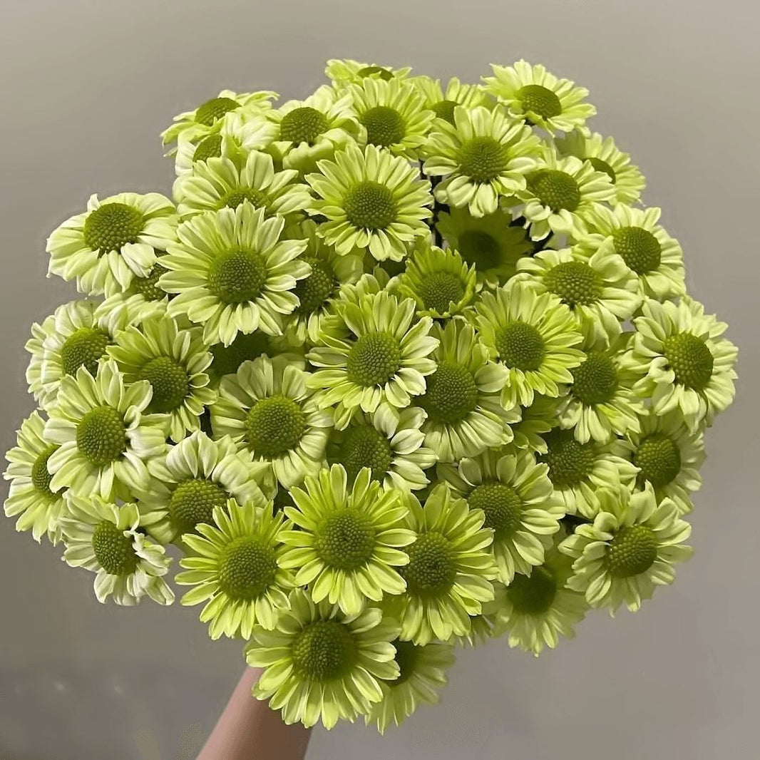 100pcs/bag Chrysanthemum Seeds - Hardy Mum Seeds for Autumn Blooms