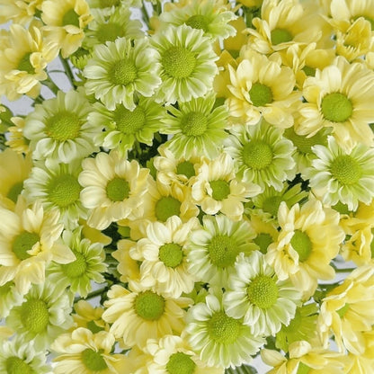 100pcs/bag Chrysanthemum Seeds - Hardy Mum Seeds for Autumn Blooms