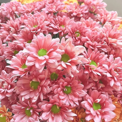 100pcs/bag Chrysanthemum Seeds - Hardy Mum Seeds for Autumn Blooms