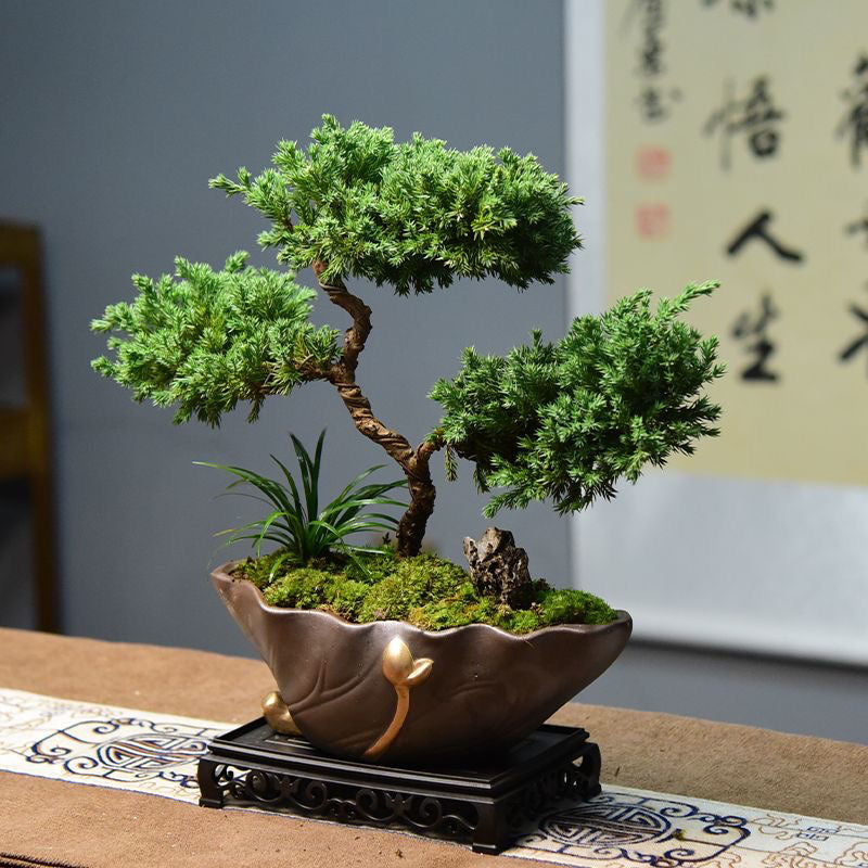 50pcs/bag Pine Tree Seeds for Planting - Grow Your Own Forest