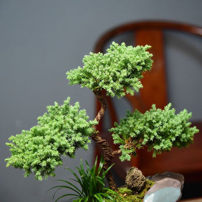 50pcs/bag Pine Tree Seeds for Planting - Grow Your Own Forest