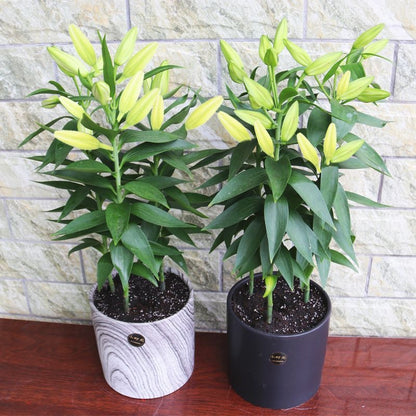 Easy to plant 2pcs/bag lily bulbs mixed colors