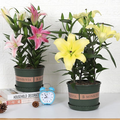 Easy to plant 2pcs/bag lily bulbs mixed colors