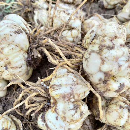 Easy to plant 2pcs/bag lily bulbs mixed colors