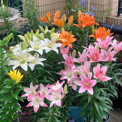 Easy to plant 2pcs/bag lily bulbs mixed colors