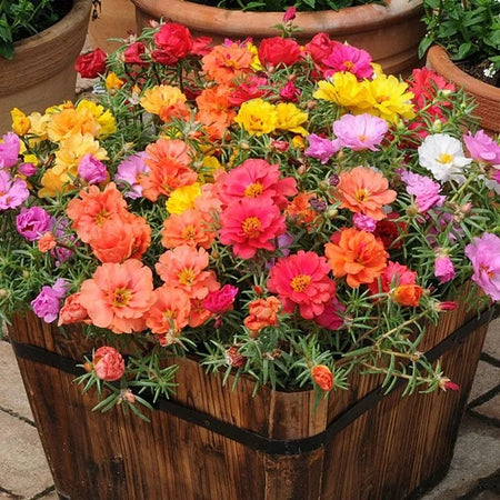 Premium Sunflower Seeds, Fast-Growing for Patio