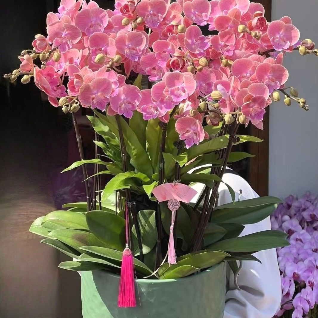 Elegant Butterfly Orchid Seeds, Non-GMO Seeds for Gifts & Indoor Display