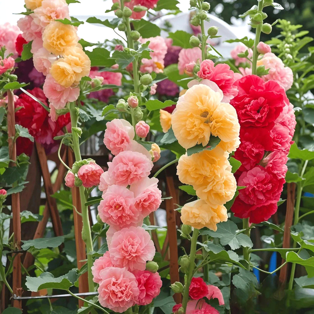 Cold & Heat Resistant Hollyhock Seeds, Low Maintenance Garden Seeds