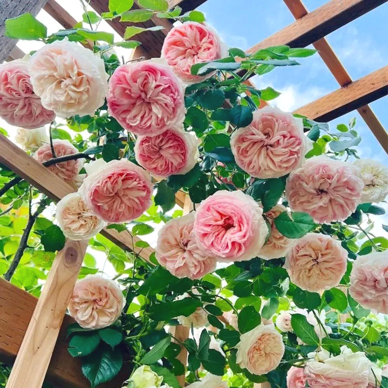 Climbing Rose Seeds, Fragrant Blooming Flower Seeds for Fence & Garden Landscaping