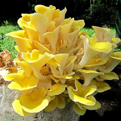 Fast-Growing Mushroom Seeds, Non-GMO Seeds for Cool Indoor And Outdoor Spaces