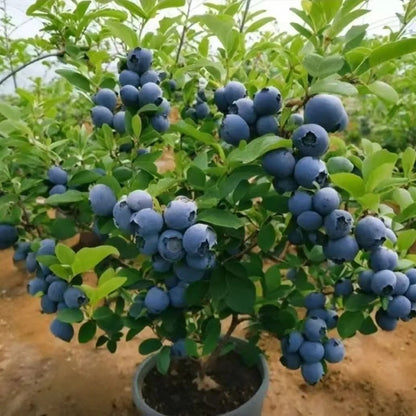 Home Garden Blueberry Seeds, Sweet Fresh Fruits for Daily Eating