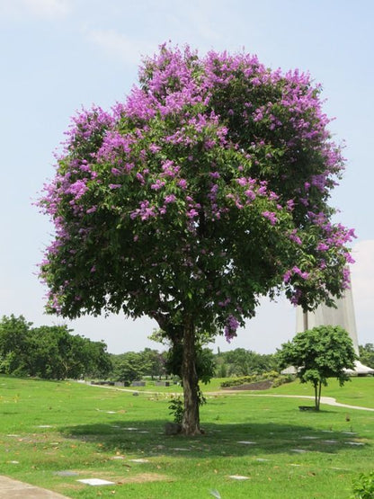 100pcs/bag Paulownia Tree Seeds - Fast Growing Hardwood Saplings